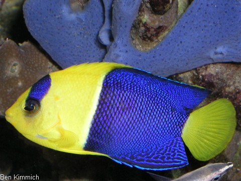 Centropyge bicolor, Blaugelber-Zwergkaiser