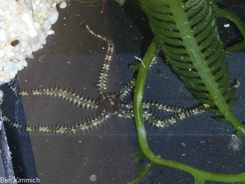 Ophiocoma pumila, Schlangenstern