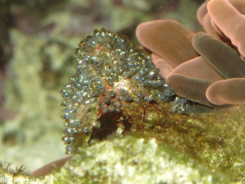 Amphiprion nigripes, Malediven - Anemonenfisch