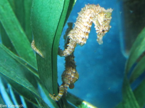 Hippocampus zosterae, Zwergseepferdchen mit Ei