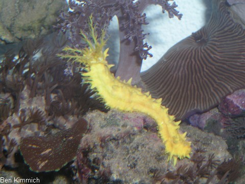 Colochirus robustus, Gelbe Seewalze