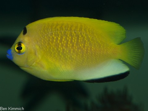 Apolemichthys trimaculatus, Dreipunkt-Rauchkaiserfisch
