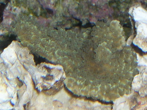 Montipora foliosa grn, Kleinpolypige Steinkoralle