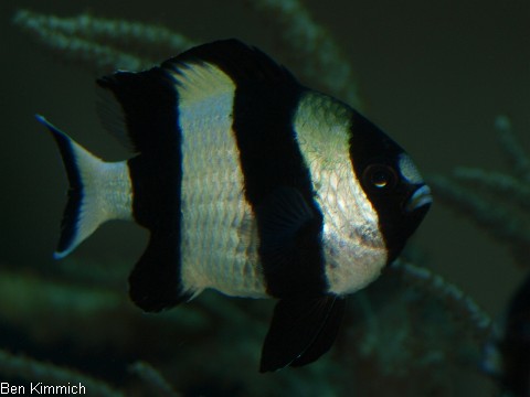Dascyllus melanurus, Schwarzschwanzpreussenfisch