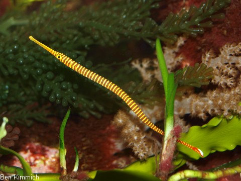 Doryrhamphus pessuliferus, Sulu Seenadel