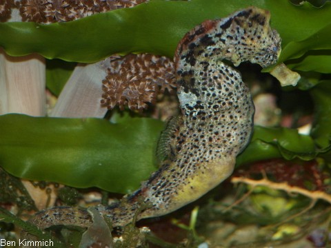 Hippocampus reidi, Langschnuziges Seepferdchen