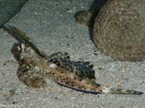 Dactylopus dactylopus, Finger-Leierfisch