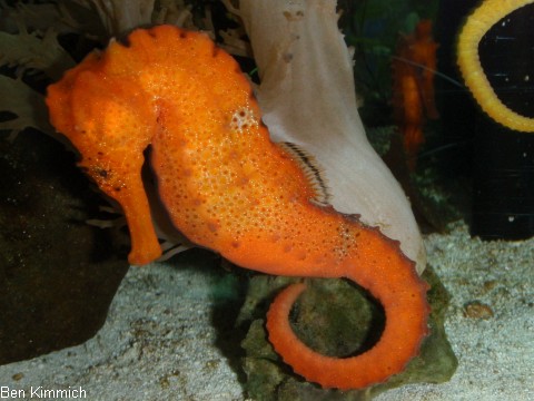 Hippocampus reidi, Langschnuziges Seepferdchen Mnnchen