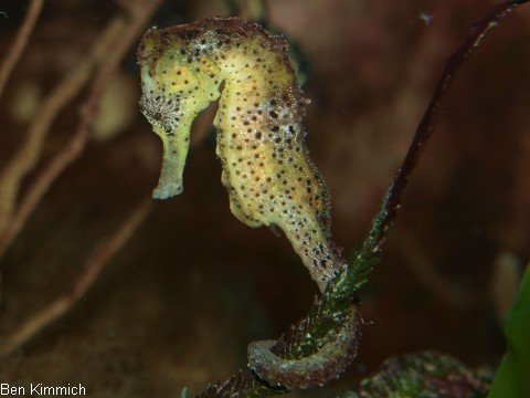 Hippocampus reidi, Langschnuziges Seepferdchen Weibchen