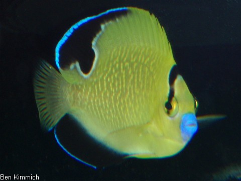 Apolemichthys xanthopunctatus, Goldtupfen-Rauchkaiserfisch