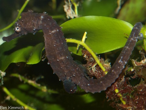 Hippocampus comes mit Schnecke unten an der Brust