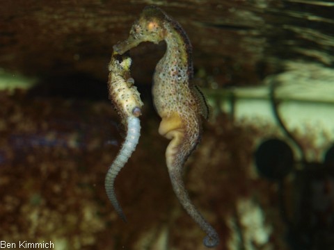 Hippocampus reidi, Langschnäuzige Seepferdchen beim Balzen