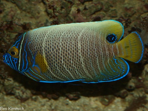 Pomacanthus xanthometopon, Blaukopf - Kaiserfisch