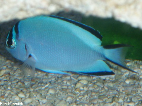 Genicanthus watanabei, Gelbstreifen- Lyrakaiserfisch