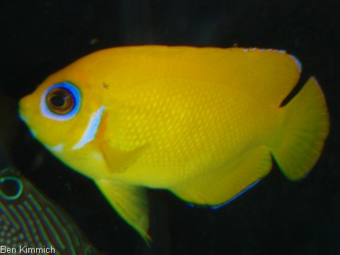 Centropyge flavissima, Zitronen-Zwergkaiserfisch