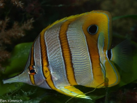 Chelmon rostratus, Orangebinden-Pinzettfisch