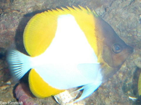 Hemitaurichthys polylepis, Gelber Pyramiden-Falterfisch