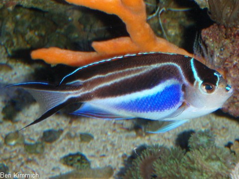 Genicanthus bellus, Pracht-Lyrakaiserfisch