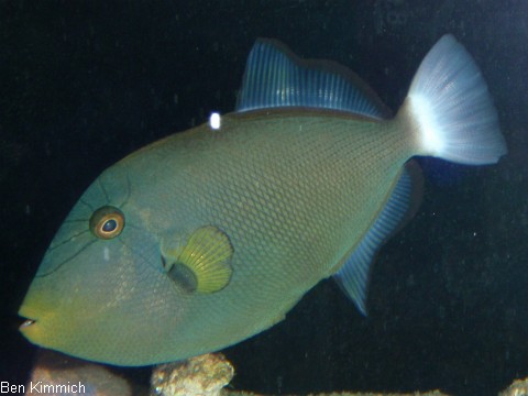 Melichthys vidua, Rotschwanz-Drckerfisch