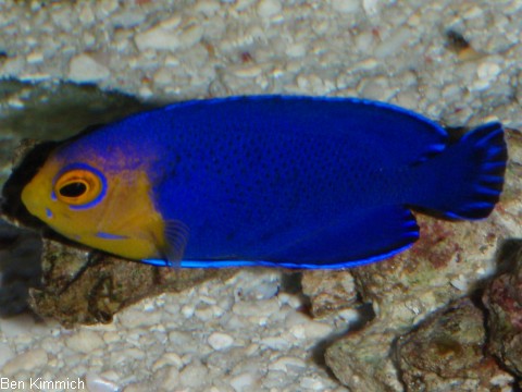 Centropyge argi, Blauer Zwergkaiserfisch