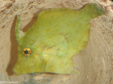 Acreichthys tomentosus, Seegras- oder Tangfeilenfisch