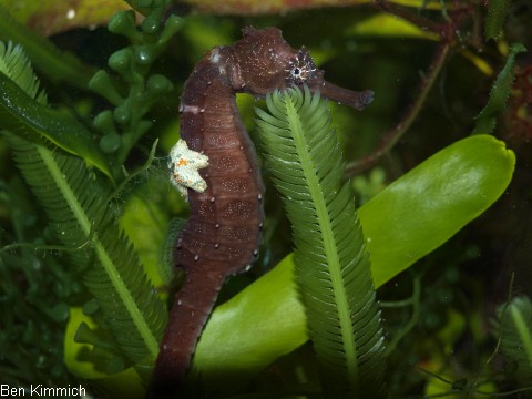 Hippocampus comes mit Seestern auf dem Rcken