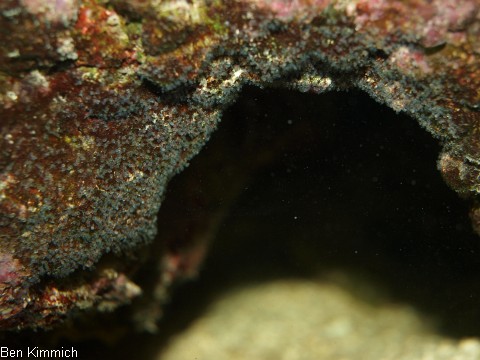 Dascyllus melanurus, Gelege Schwarzschwanzpreussenfisch
