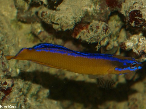 Pseudochromis aldabraensis, Aldabra Zwergbarsch