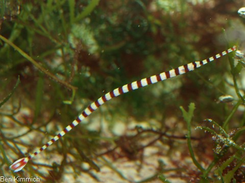 Doryrhamphus dactyliophorus, Zebra - Seenadel