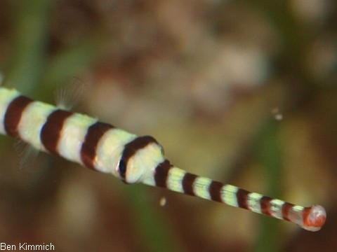 Doryrhamphus dactyliophorus, Zebra - Seenadel