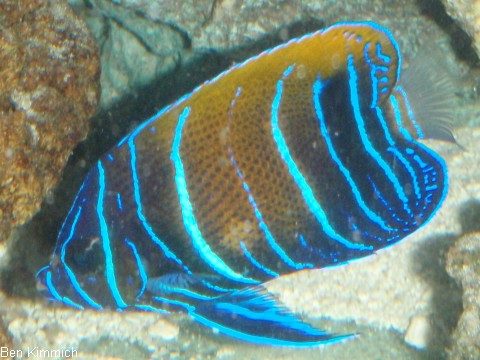 Pomacanthus navarchus, Traumkaiserfisch