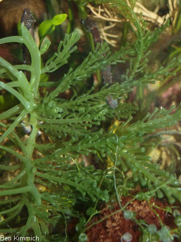 Caulerpa racemosa var. laetevirens f. cylindracea, Grnalge