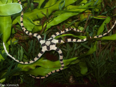 Ophiolepis superba, Gebnderter Schlangenstern