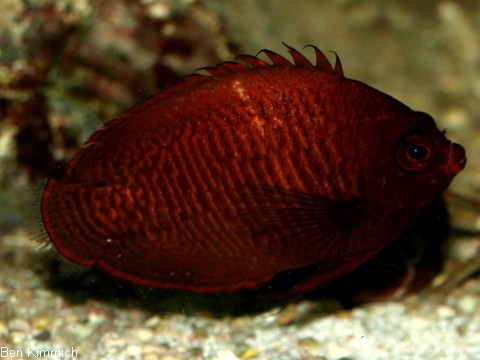 Centropyge aurantia, Goldstreifen-Zwergkaiserfisch