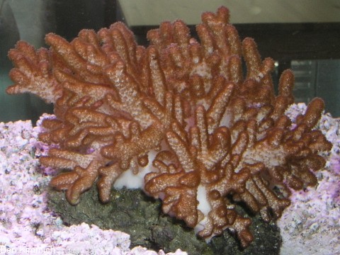 Klyxum simplex, schleimige Weichkoralle