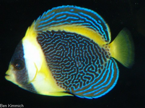 Chaetodontoplus duboulayi, Queensland- Samtkaiserfisch