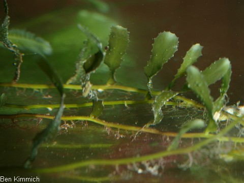Caulerpa brachypus, Alge