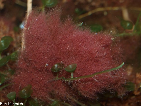 Asparagopsis falkenbergia, Rote Bschelalge