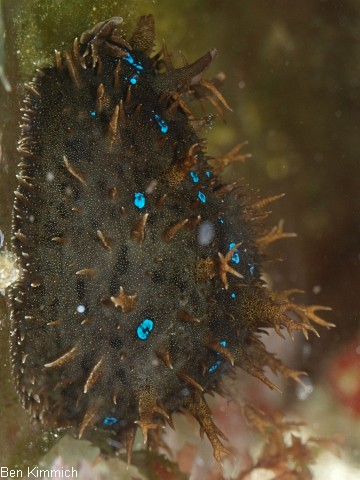 Stylocheilus spec., Blaupunkt Seehase