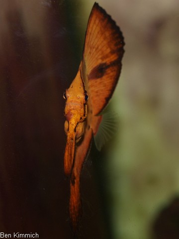 Platax, Fledermausfisch