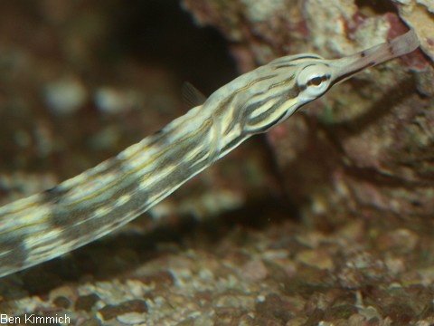 Corythoichthys sp 9, Malediven Seenadel