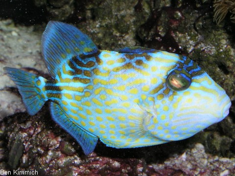 Pseudobalistes fuscus, Blaustreifen Drckerfisch