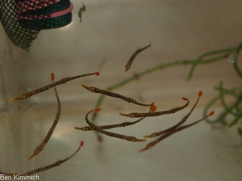 Doryrhamphus pessuliferus, Sulu Seenadeln 6 Wochen