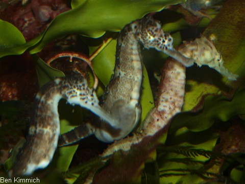 in der Mitte Hippocampus comes, hochschwangeres Männchen
