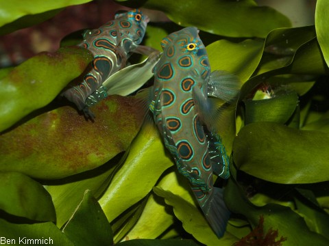 Synchiropus picturatus, LSD Mandarin-Fisch