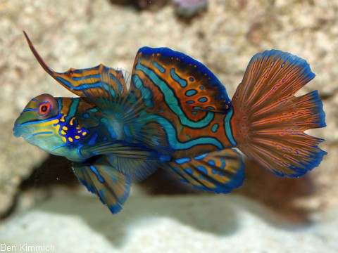 Pterosynchiropus splendidus, Mandarinfisch Leierfisch