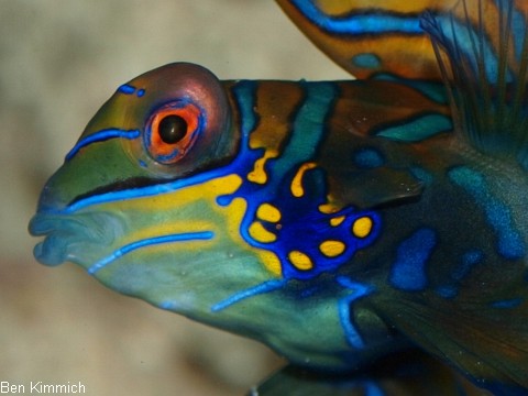 Pterosynchiropus splendidus, Mandarinfisch Leierfisch