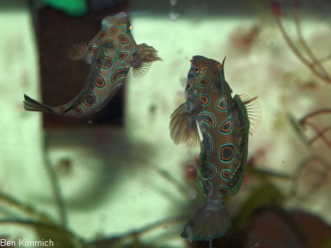 Synchiropus picturatus, LSD Mandarin-Fisch ausgewachsenes Zuchtpaar