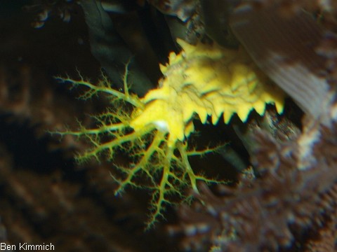 Colochirus robustus, Gelbe Seewalze