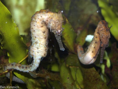 Hippocampus subelongatus, Westaustralisches Seepferdchen balzendes Paar